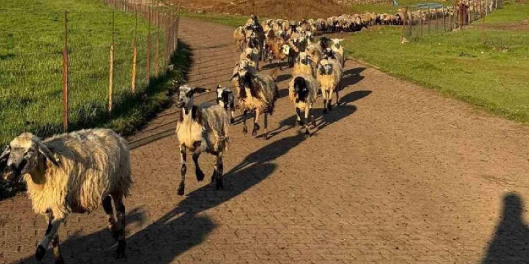 Tek ekmek kapıları hayvancılık! Meşakkatli ve zorlu yolculukları başladı 4